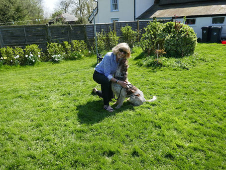 How to Choose Someone to Help You with Your Dog's Training: