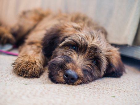 Understanding Your Dog’s Signals: Distinguishing Between Tiredness and Stress