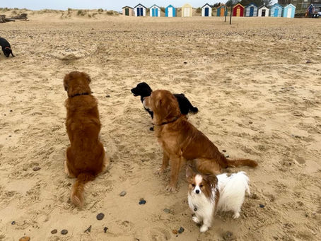 When a Walk Turns into a Wake-Up Call: The Danger of Extending Leads
