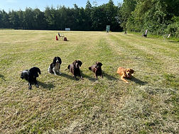 Scout in the pack.jpeg