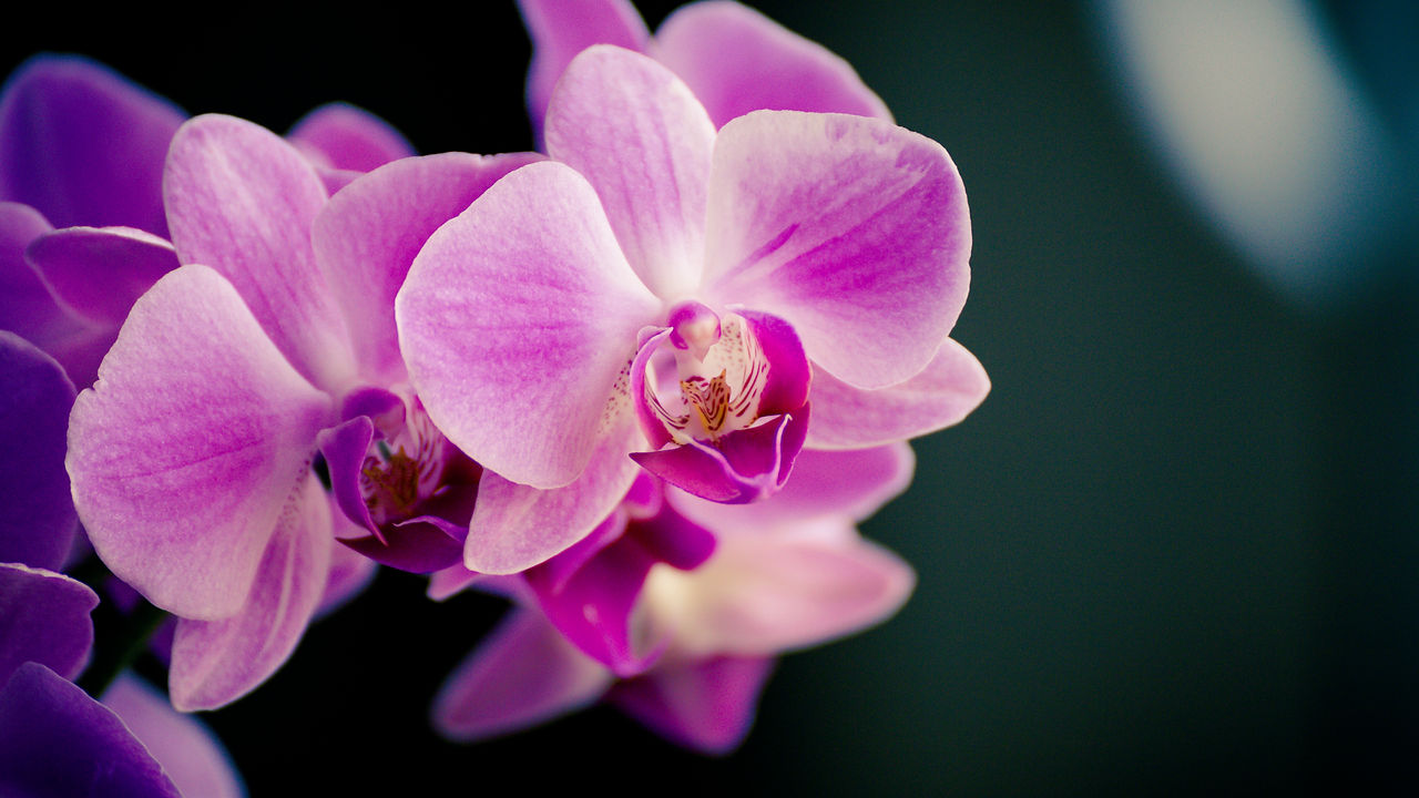 purple_moth_orchid_in_bloom_in_close_up-scopio-28c7aa8c-d6e9-4ba2-9c89-5bd1fb4b0362.jpg