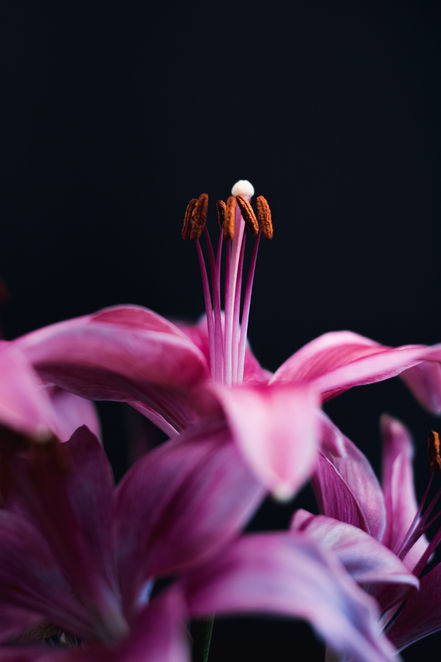 97 - Alien Flora 1.jpg