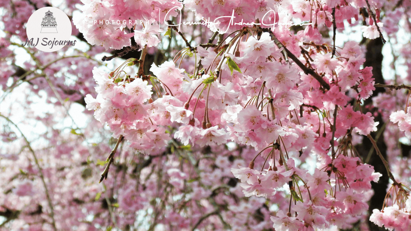 Japan Haru Spring Sojourn 2015 JAJ Sojourns Travel Photography