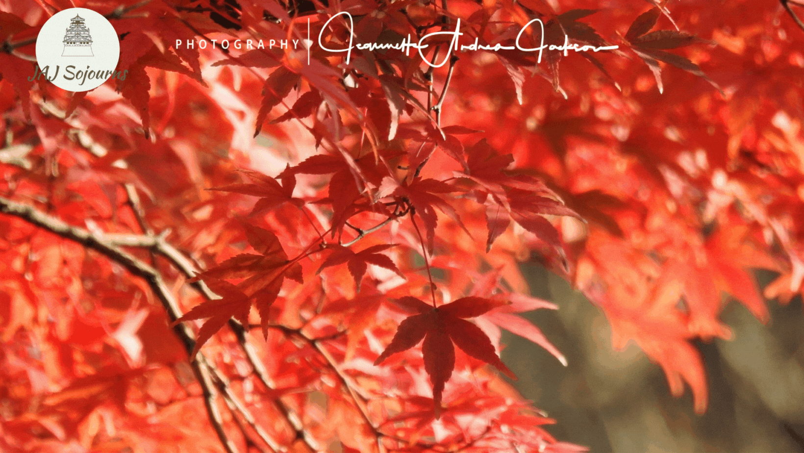 My beautiful Aki (Autumn) Sojourn to Japan was more than I ever imagined or anticipated it would be and so very memorable..