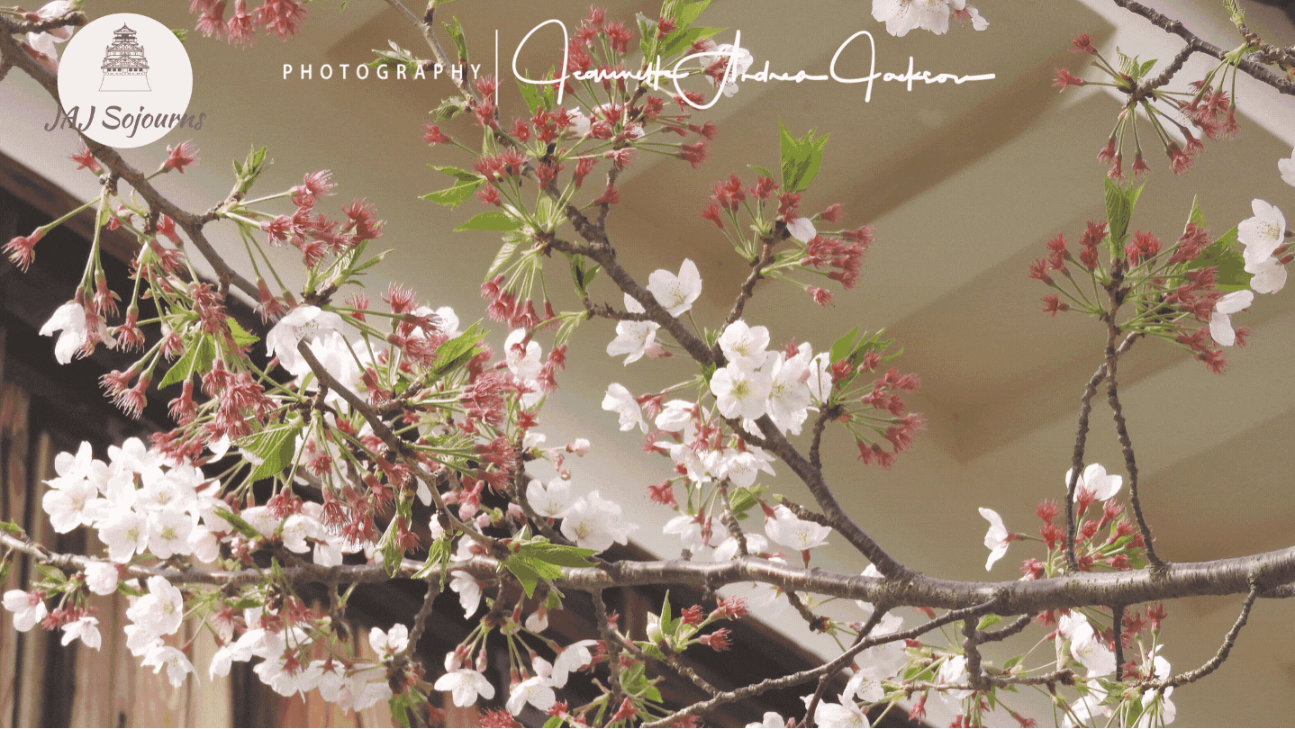 JAJ Sojourns Travel Photography Haru Spring 2019