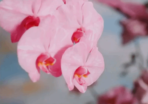 giphy-1.gif