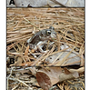 Image from scientific publication, three photos of frogs with description below. 