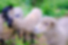 DSCF8690.jpg