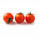 La conservation des tomates