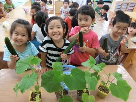 野菜の苗植え♪