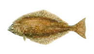 halibut.webp