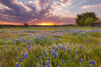 bluebonnets.jpeg