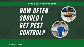 How Often Should Pest Control Be Done at Your House?