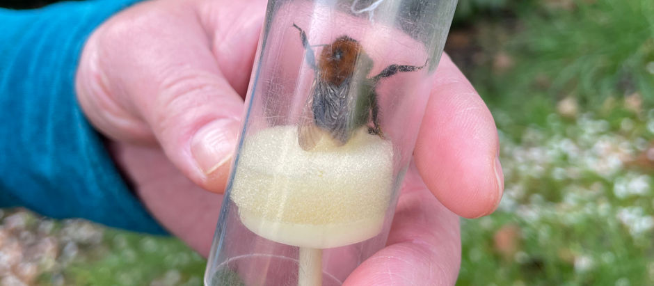 Job Opportunity - Rewilding Intern 2026!