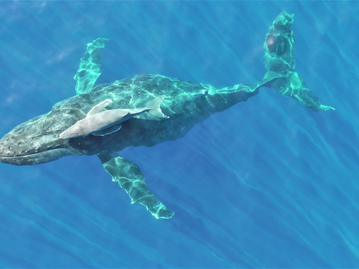 Request for Proposal: MMRP vessel