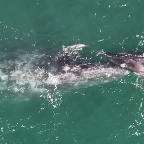Expanding MMRP’s efforts across the Pacific - Studying gray whales in Mexico