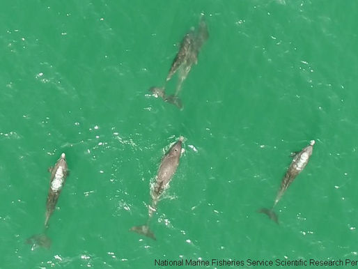 Advancing drone research as part of the world’s longest-running dolphin research project