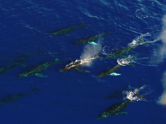 Looking Back on Maui 2025: A Winter Full of Whales