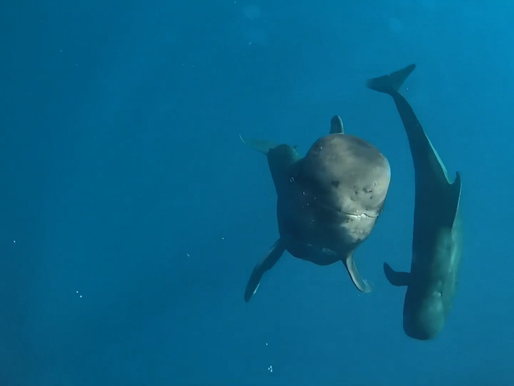 New Publication: Daily Energetic Expenditure and Energy Consumption of Short-Finned Pilot Whales