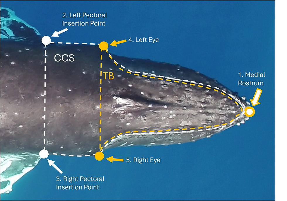 Figure 3: A top-down drone screenshot of a humpback whale for aerial-identification annotation. The reference points for tubercle (TB) annotations are in orange and cookiecutter shark scars (CCS) are in white: (1) medial rostrum, (2) left pectoral insertion point, (3) right pectoral insertion point, (4) left eye, (5) right eye. The dashed lines indicate the annotation regions for TB (orange) and CCS (white). 