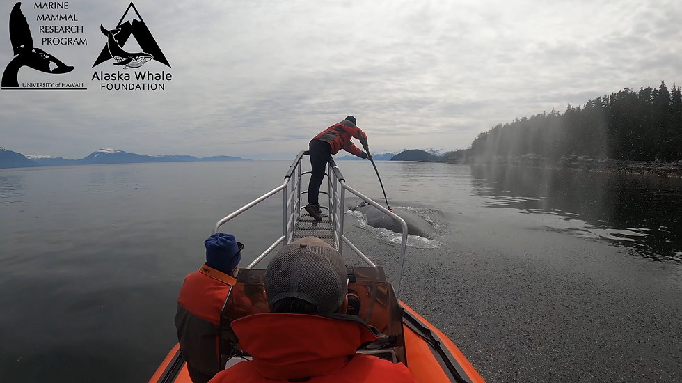 Dr. Will Gough deploying a Customized Animal Tracking Solutions (CATS; cats.is) tag on a humpback whale in Alaska. Credit: Alaska Whale Foundation (NOAA permit #19703)