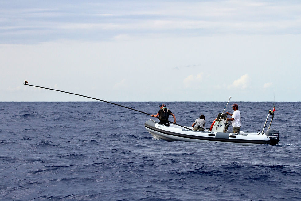 Getting ready to tag with the hand-pole