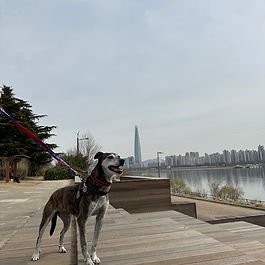  ✨✨ Mousse ✨✨