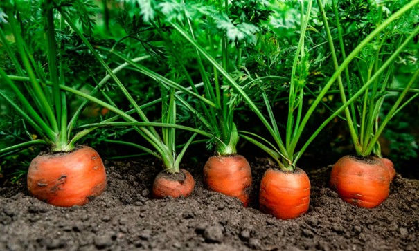 Tilbake til røttene.jpg