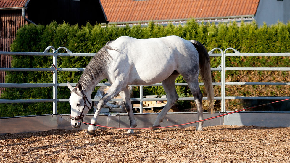 DOMA 2 Compreender o cavalo em relação aos seus sentidos, condutas instintivas e caracterí