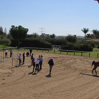 FEI COACH I | 2017 (11)