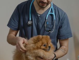 Competition and Markets Authority: Veterinary Services Market Investigation
