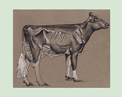 SG_Illustration_Cattle.jpg