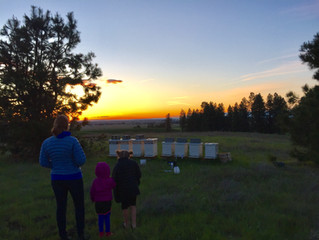 Treating bees for mites...a family affair