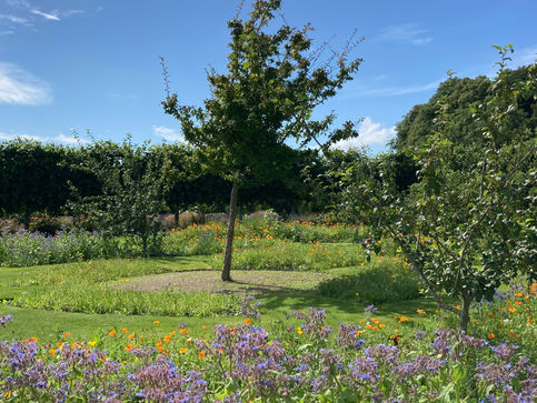 Beautiful sunny summer day in an ornamental garden, apple trees, flowers, wildflowers, borage, tall grass, mowed lawn, hedge, blue sky. Orange and purple flowers.