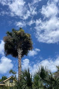 Brilliant blue sky with clouds and an iconic palm tree in Charleston, South Carolina