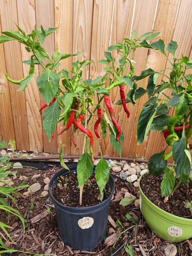 Hangjiao Space Pepper #7 - Supernova | Sauce and Spice