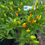 Thumbnail: Orange Glow Pepper Seeds