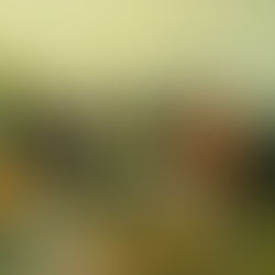 Перетятько А.Ю. Между наукой и мифом: наблюдения над конструированием историй пяти поселений Юга...