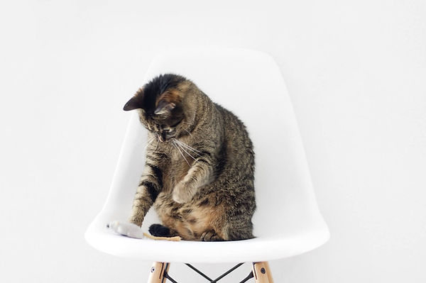 cat-on-chair.jpg