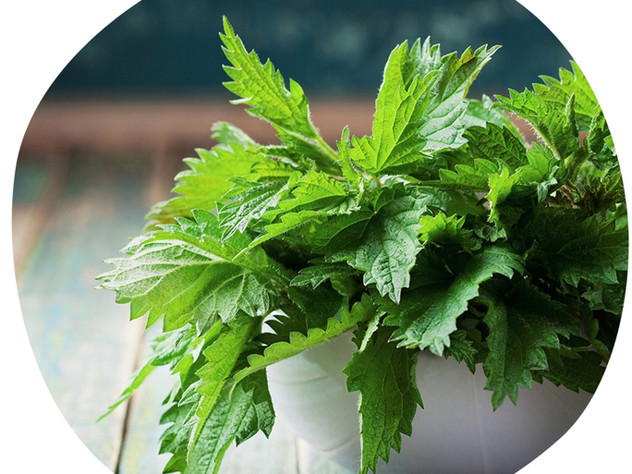 Nettle Soup