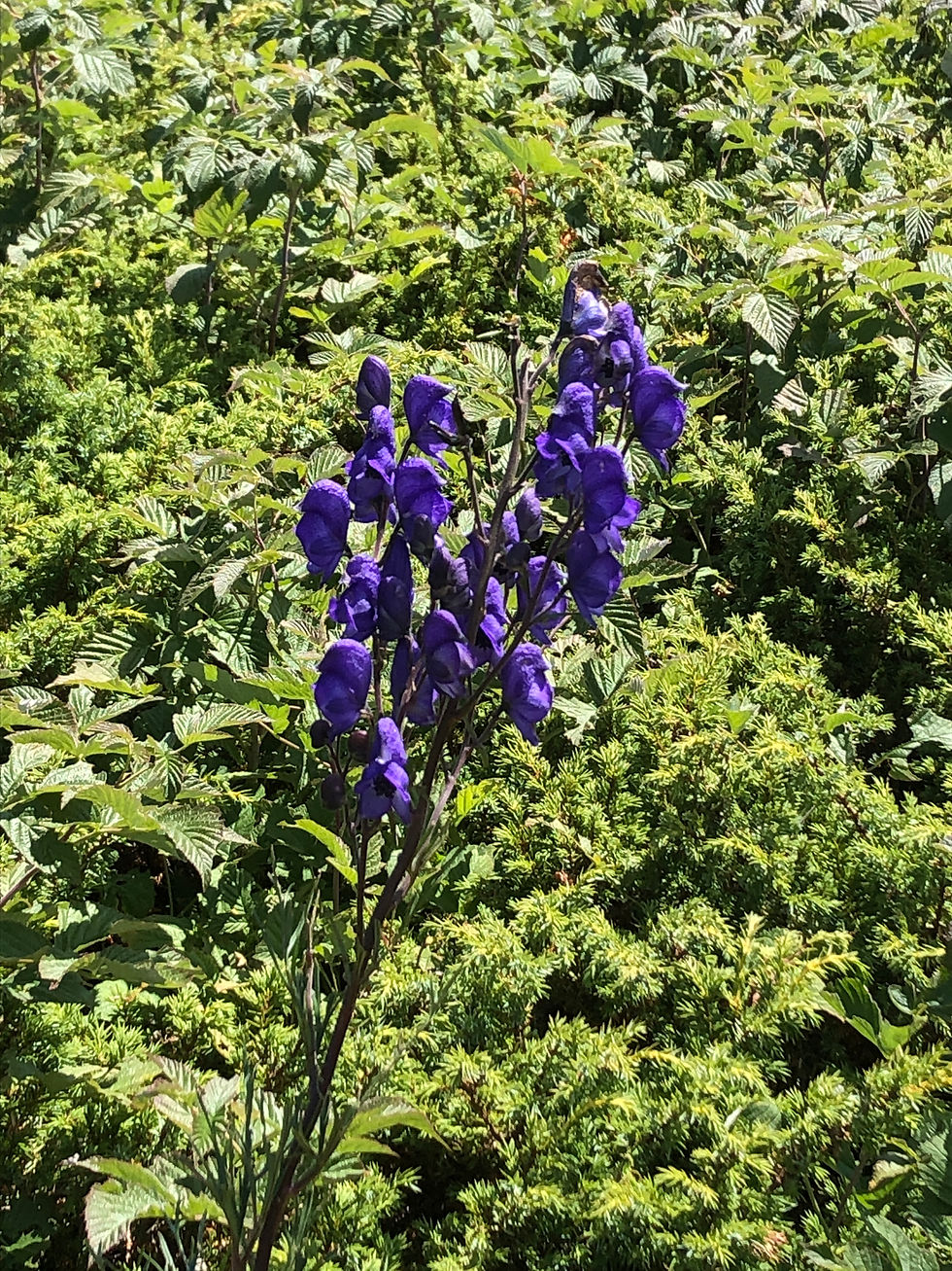 122 Aconit de Naples