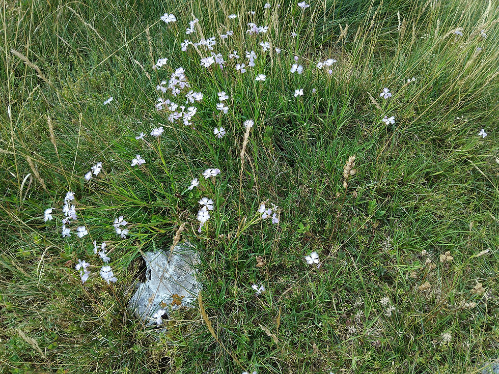 14 oeillets des Alpes.jpg