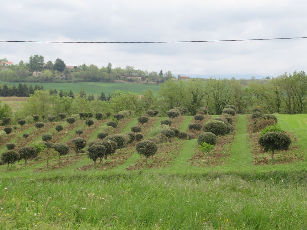 13 plantation de chênes truffiers