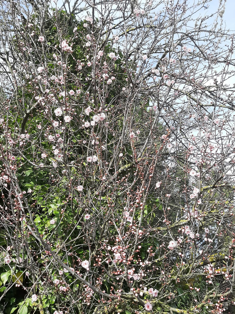 10 Bonjour printemps