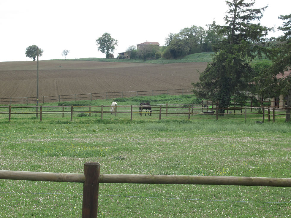 12 chevaux aux Beugnets