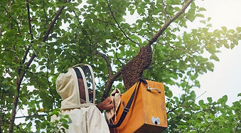 Bees for Trees
