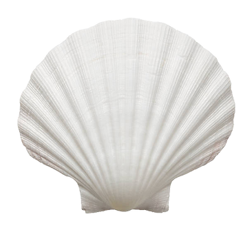 istockphoto-450839323-612x612.png