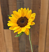 IMG_0191_edited.jpg