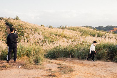 盛開的芒花海與人物