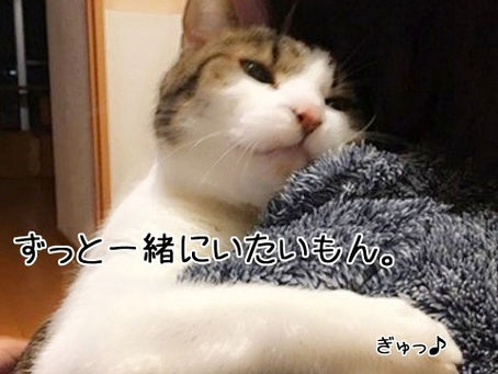猫さんの腎臓病を早期発見できる検査(SDMA )があるんだよ☆